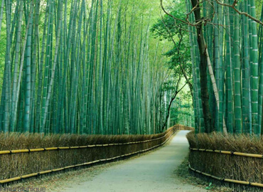 Bamboo Garden.jpg